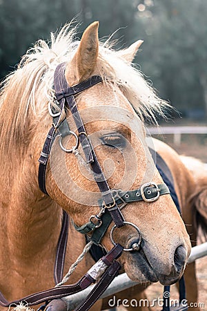 Horse s head,vintage style color.