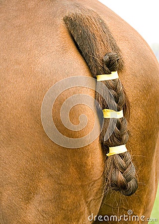 Horse s tail