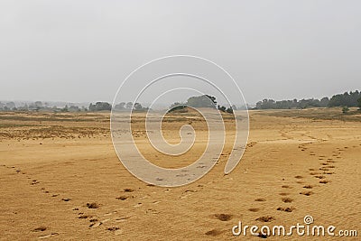 Horse shoe prints in the sand