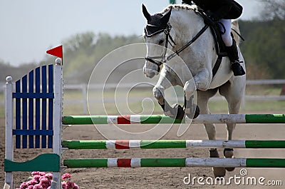 Horse show jumping