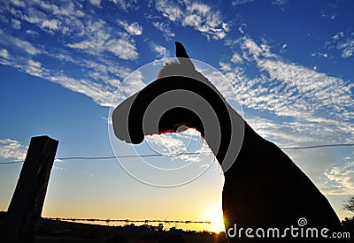 Horse silhouette in sunset on country farm