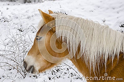 Horse on snow, top torso side view