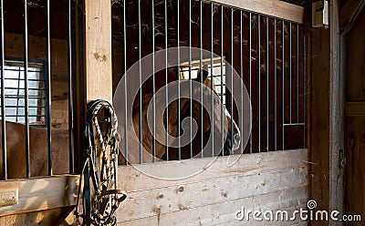 Horse Stable Royalty Free Stock Photography 