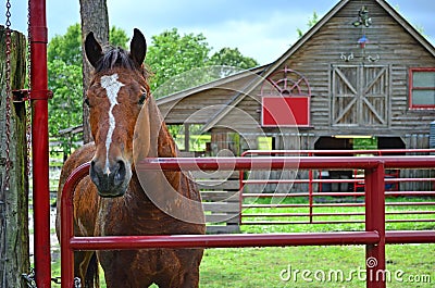 Horse Standing by Gate 0f Horse Stable