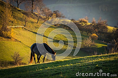 Horse at sunset