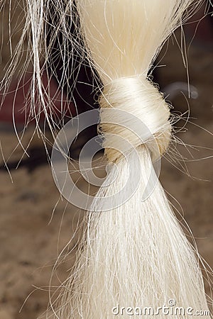 Horse tail