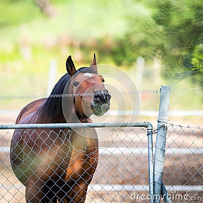 Horse touching a electric fences