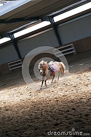 Horse training