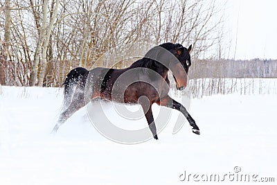 Horse walks winter