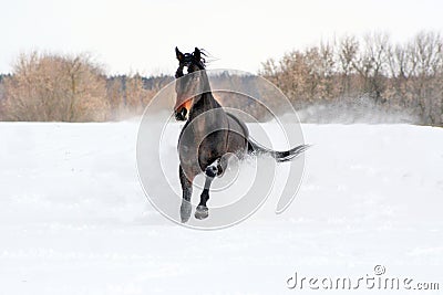 Horse walks winter