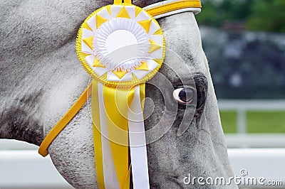 Horse-winner in sports trials.