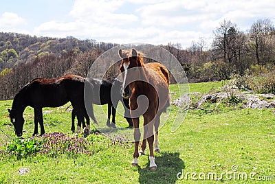 Horses in the country