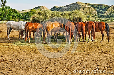 Horses Eating Hay from Feeding Crib