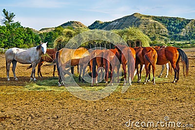 Horses Eating Hay from Feeding Crib in Corral