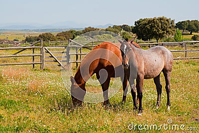 Horses in the farm field. Spanish purebred horses