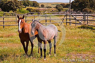 Horses in the farm field. Spanish purebred horses