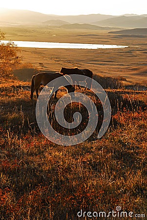 Horses feed at sunrise