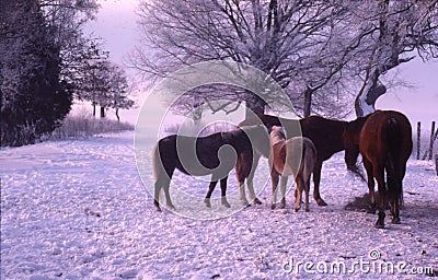 Horses feeding in the snow