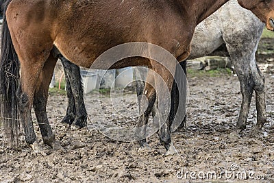 Horses with feet in the mud