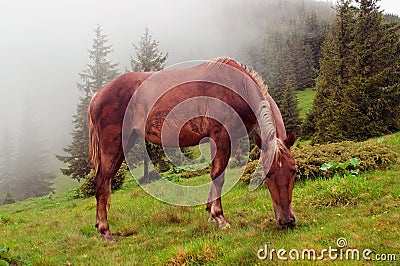 Horses are grazed on a meadow in a fog