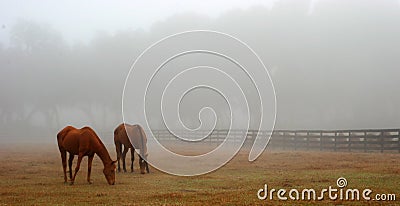 Horses Grazing in the Fog