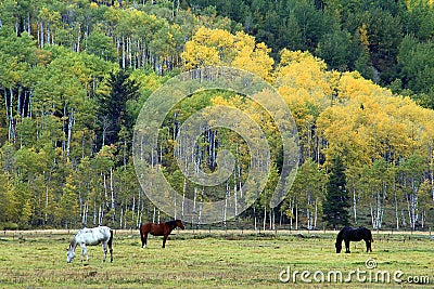 Horses Grazing in Grand Teton Meadow