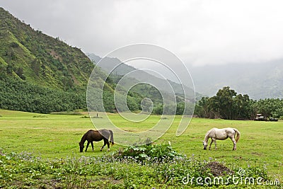 Horses Grazing In Lush Pasture