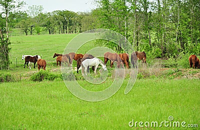 Horses in Green Pasture