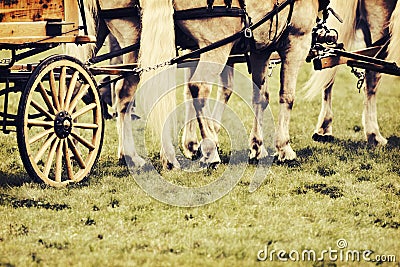 Horses Harnessed to a Wagon - Retro