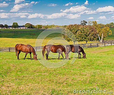 Horses at horse farm