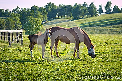 Horses at horse farm. Country landscape.