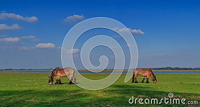 Horses in landscape