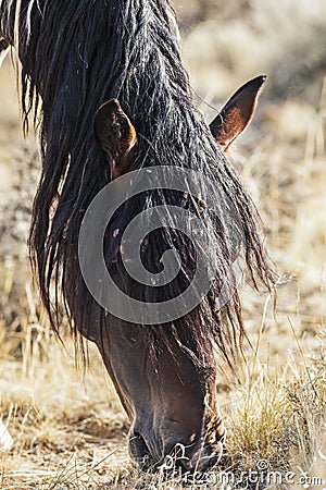 Wild horse grazing with weed seed covered mane