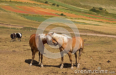 Horses in love