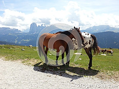 Horses in love in Resciesa mountain