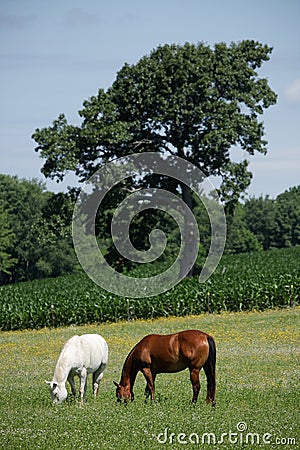 Horses in Meadow