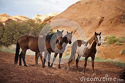 Horses in the Monument Valley, arizona, USA