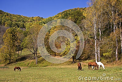 Horses in Mountain Fields