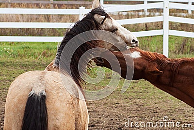 Horses at play