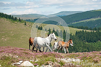 Horses running in mountain wilderness
