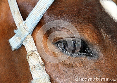 Horses sad eye. Look.