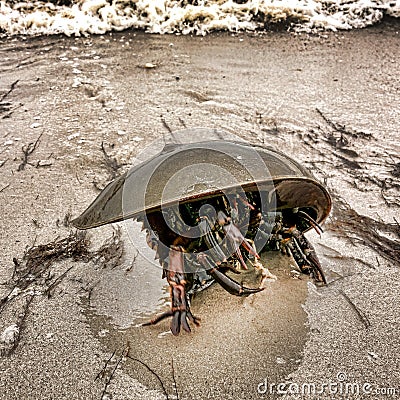 Horseshoe Crab Crawling on Sand Beach