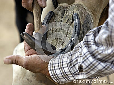 Horseshoes