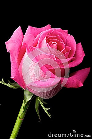 Hot Pink Rose On Black Background Stock Images - Image: 23436094