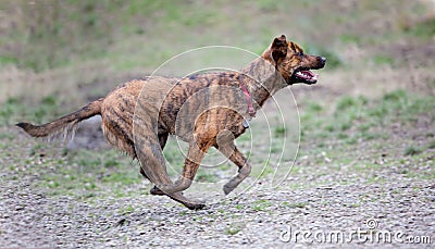 A hound ready to hunt