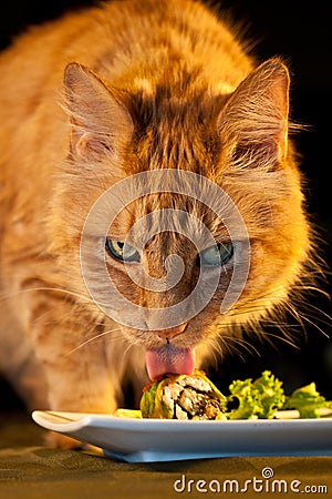 House Cat Licking Sushi