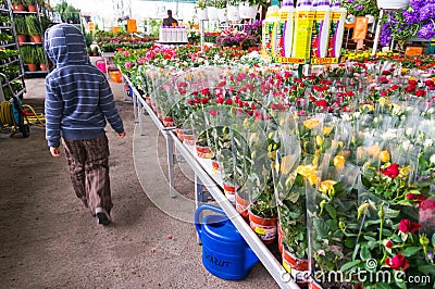 House flowers in store