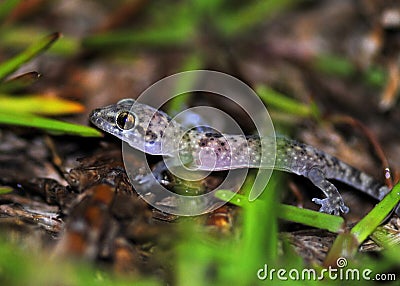 House gecko in the grass