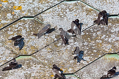 House martins on the roof
