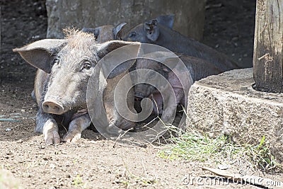 House Pig with kid